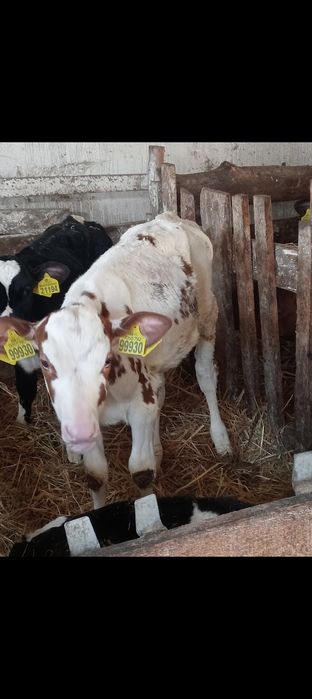 Byczek jałówki cielaki