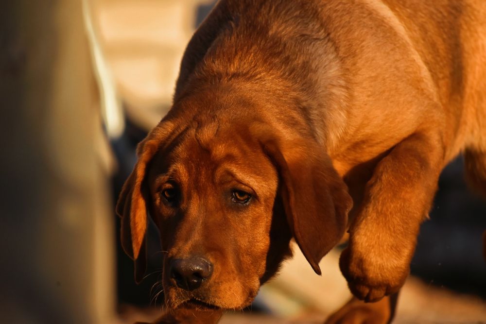 Лабрадор фоксред ексклюзив