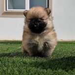 Lulu da Pomerânia com LOP (Pedigree) e Afixo