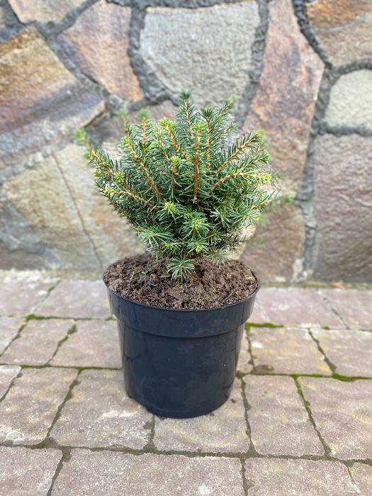 Ауреа Нана Туя Смарагд Ялівець Кипарисовик Ялинка  Мунглоу П9 і 3Л