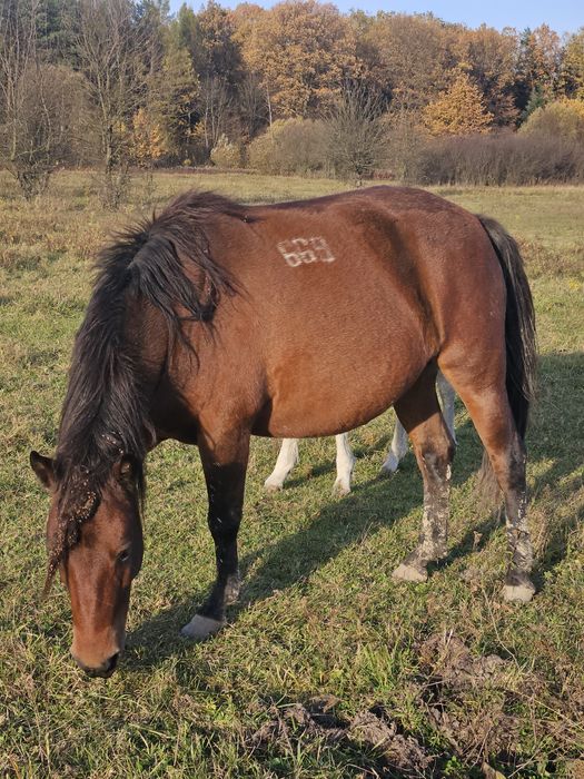 Klacz huculska z programu ochrony zasobów genetycznych
