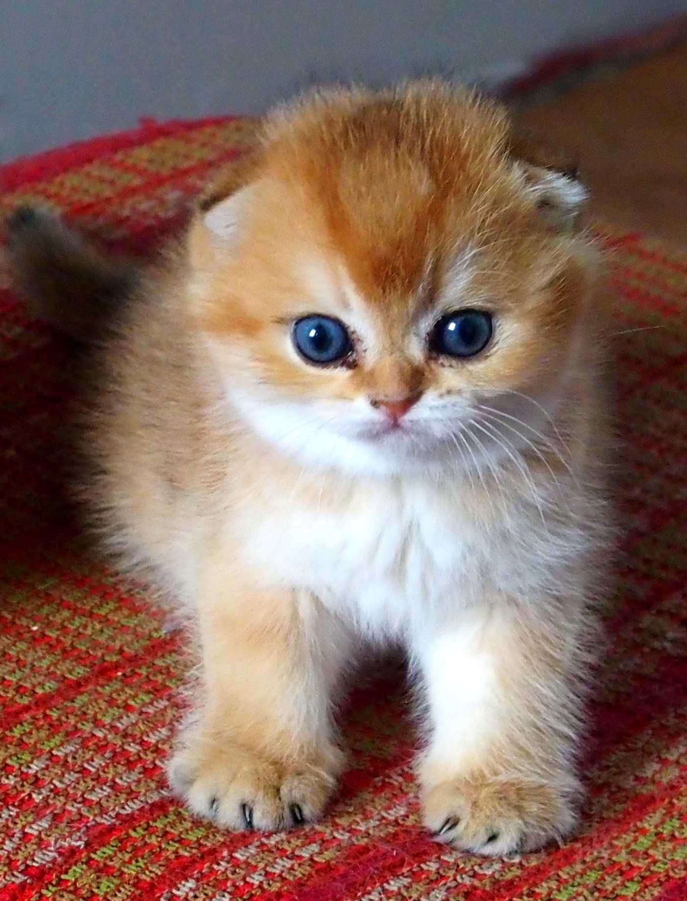 Kot Szkocki Zwisłouchy PZF. WCF Scottish Fold Złota Szynszyla