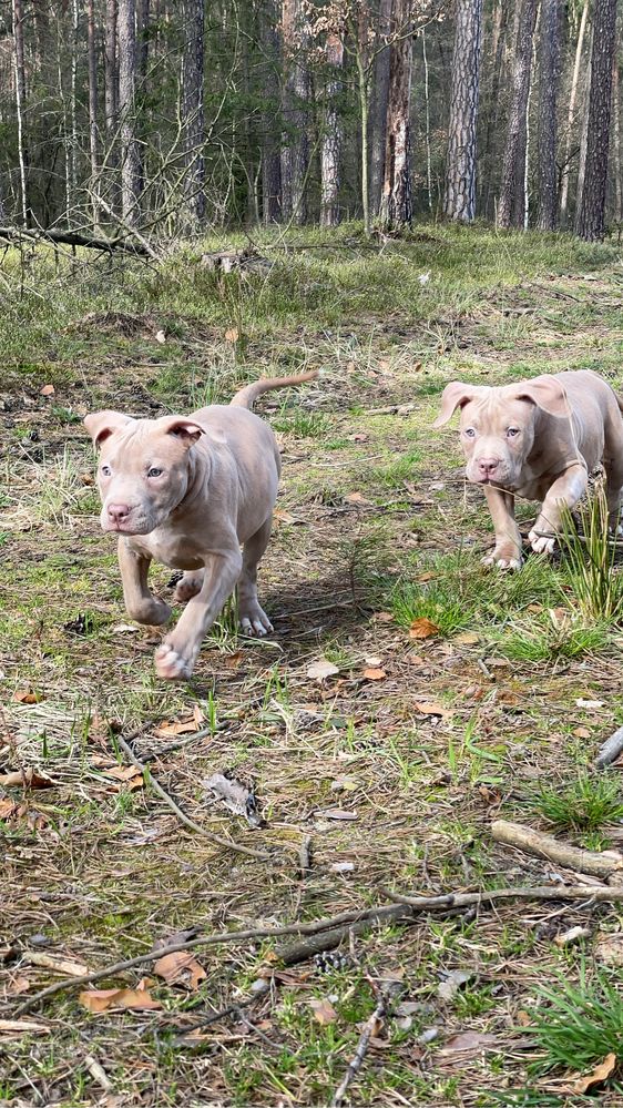 American Pitbull Terrier - suczka Cobra