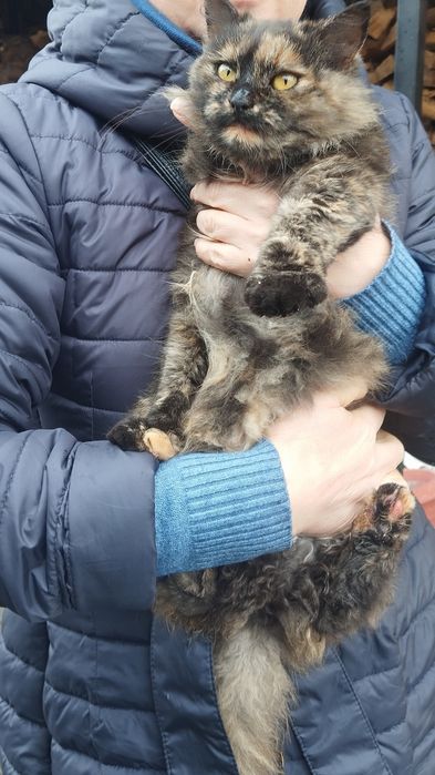 Безкоштовно кицюня