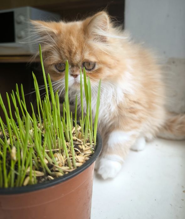 Персидська лисичка