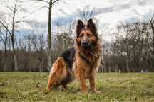 Pirania-suczka w typie owczarka niemieckiego do odpowiedzialej adopcji
