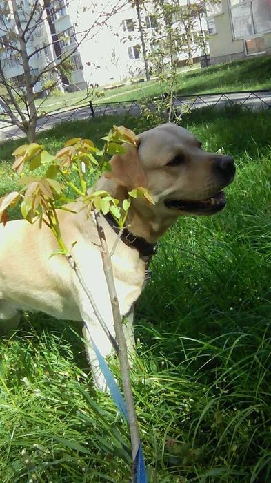 Вязка . Мальчик для девочки.