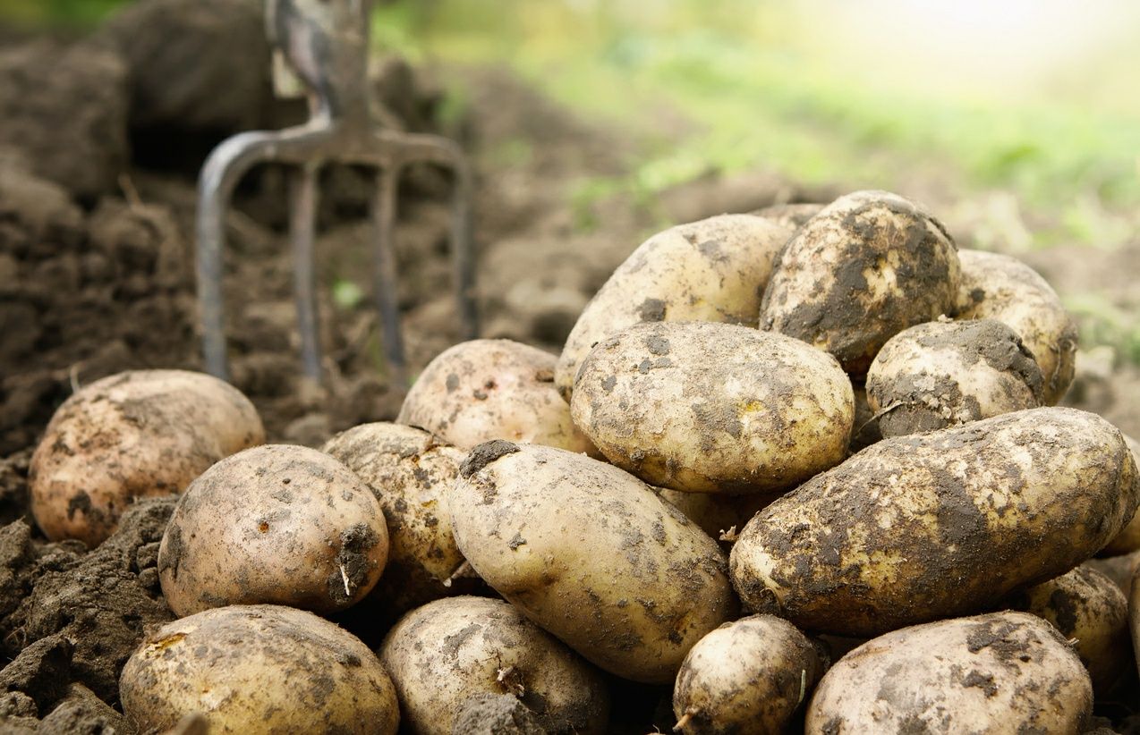Картофель отличного качества без ГМО