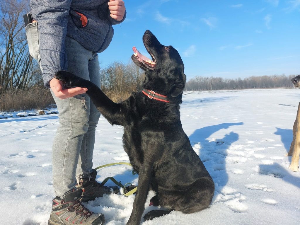 Max- wierny pies w typie labradora szuka domu