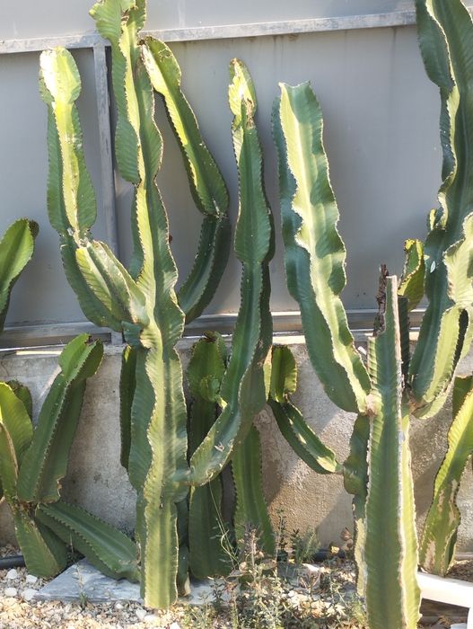 Catos vários tamanhos