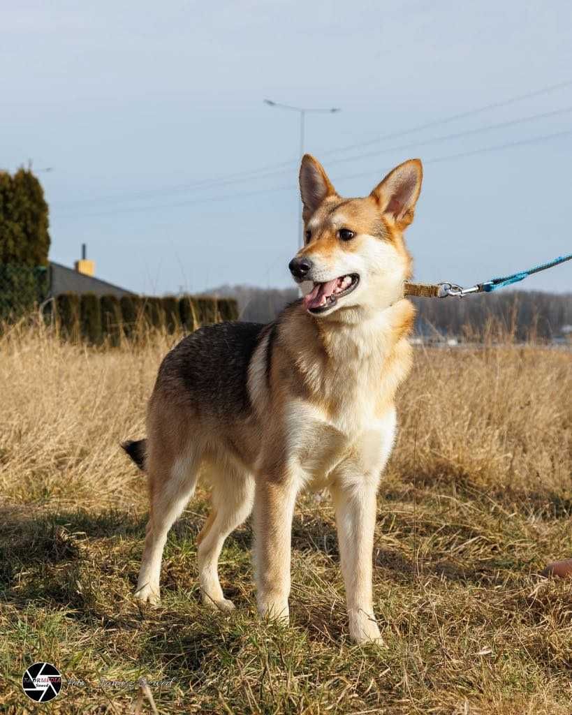 Wyjątkowy Miki w wieku 10 miesięcy czeka na dom