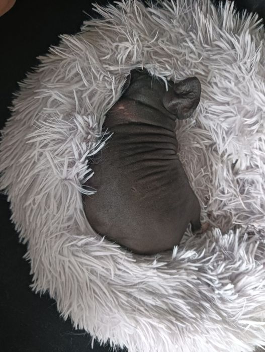 Świnka morska samiczka skinny łysa