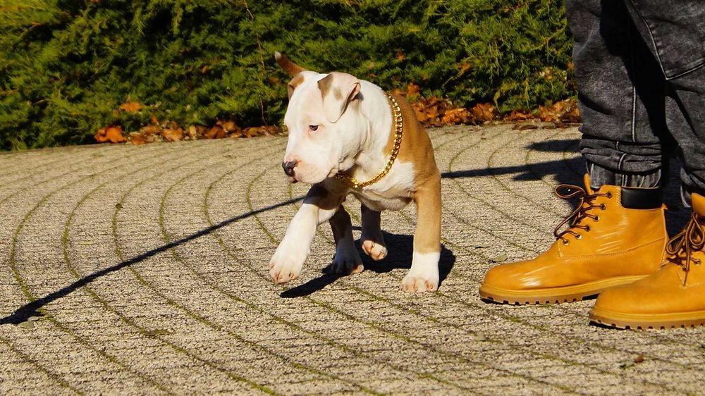 Lolek,szczeniak Amstaff z rodowodem.  Gotowy do odbioru