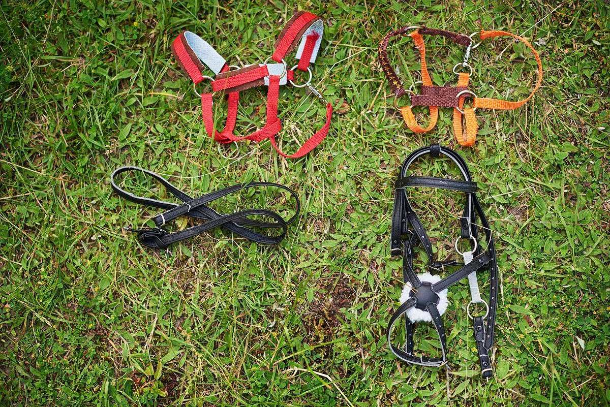 Hobby horse a3 w kolorze rudym