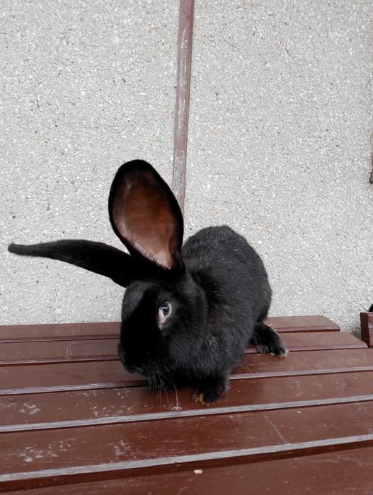 Srokacz niemiecki samiec