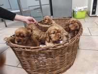 Cocker spaniel angielski z rodowodem