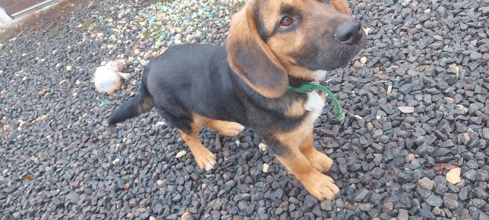 Piesek- uroczy szczeniak