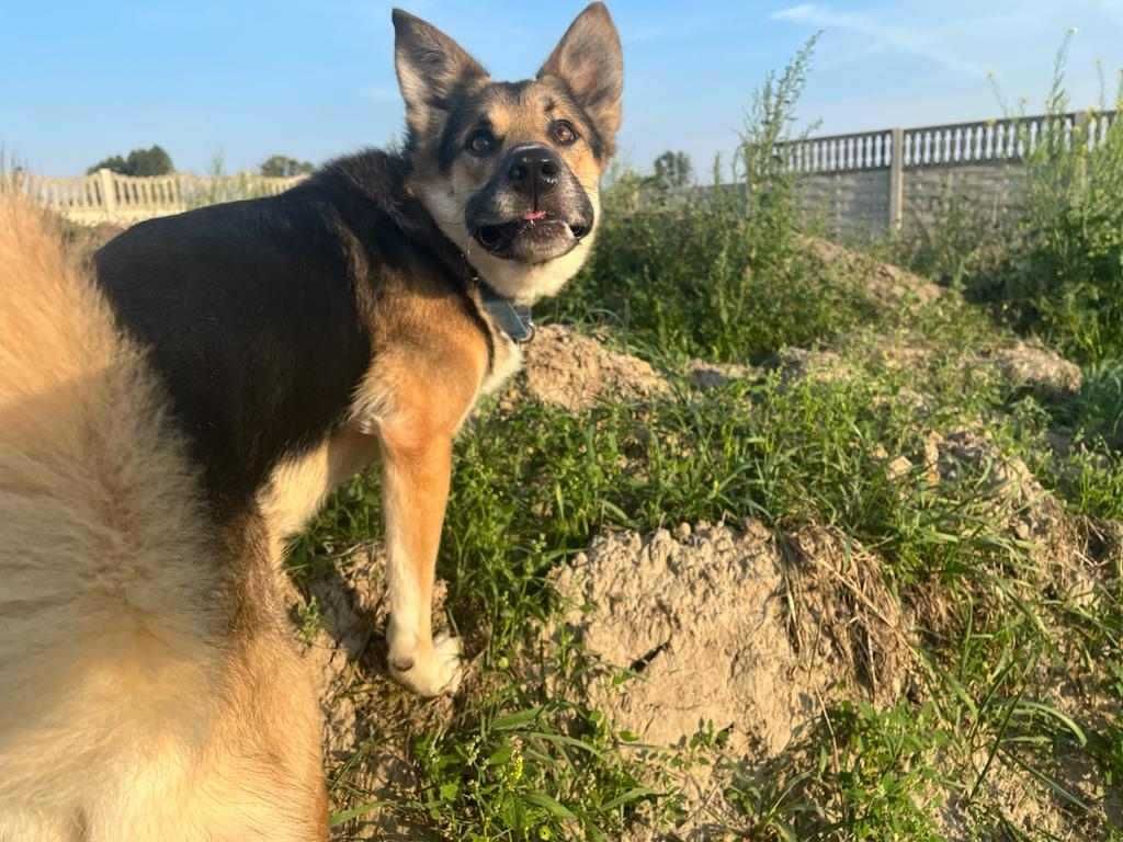 Tony kochany, młody psiak do adopcji!