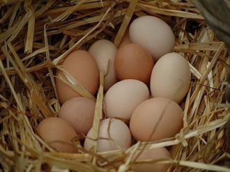Ломан Вайт Украина,Венгрия и много других пород , инкубационные яйца