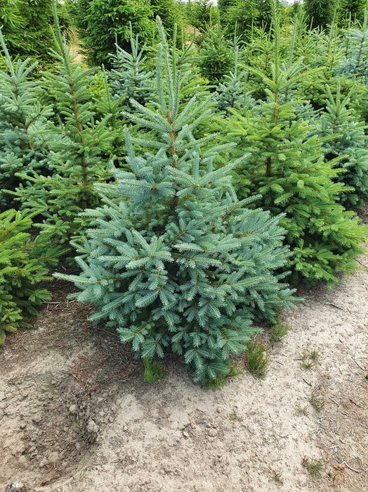 Świerk kłujący cięty 175-250 cm/ w donicy 60-180 cm/ TuChoinki.pl