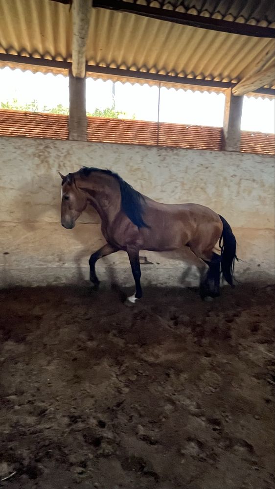 Cavalo Puro Sangue Lusitano