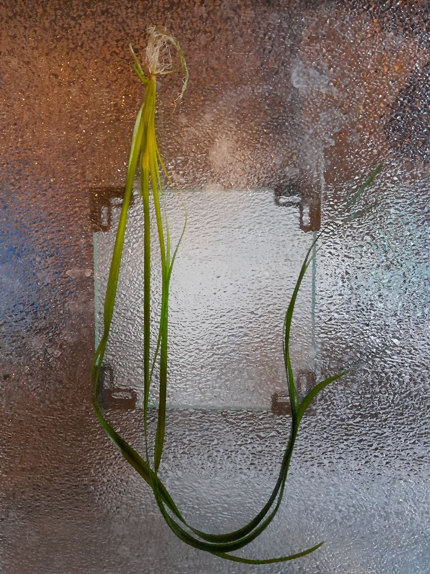 Nurzaniec "Vallisneria"