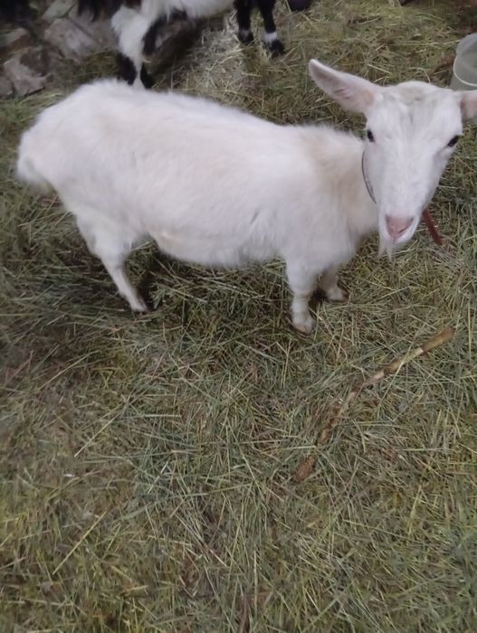 Продам козочек и козлят