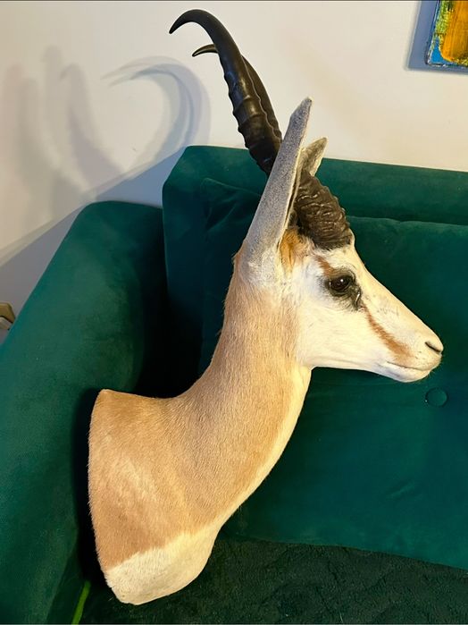 Trofeum, wypchane zwierzęta  springbok -afryka , skocznik antylopi