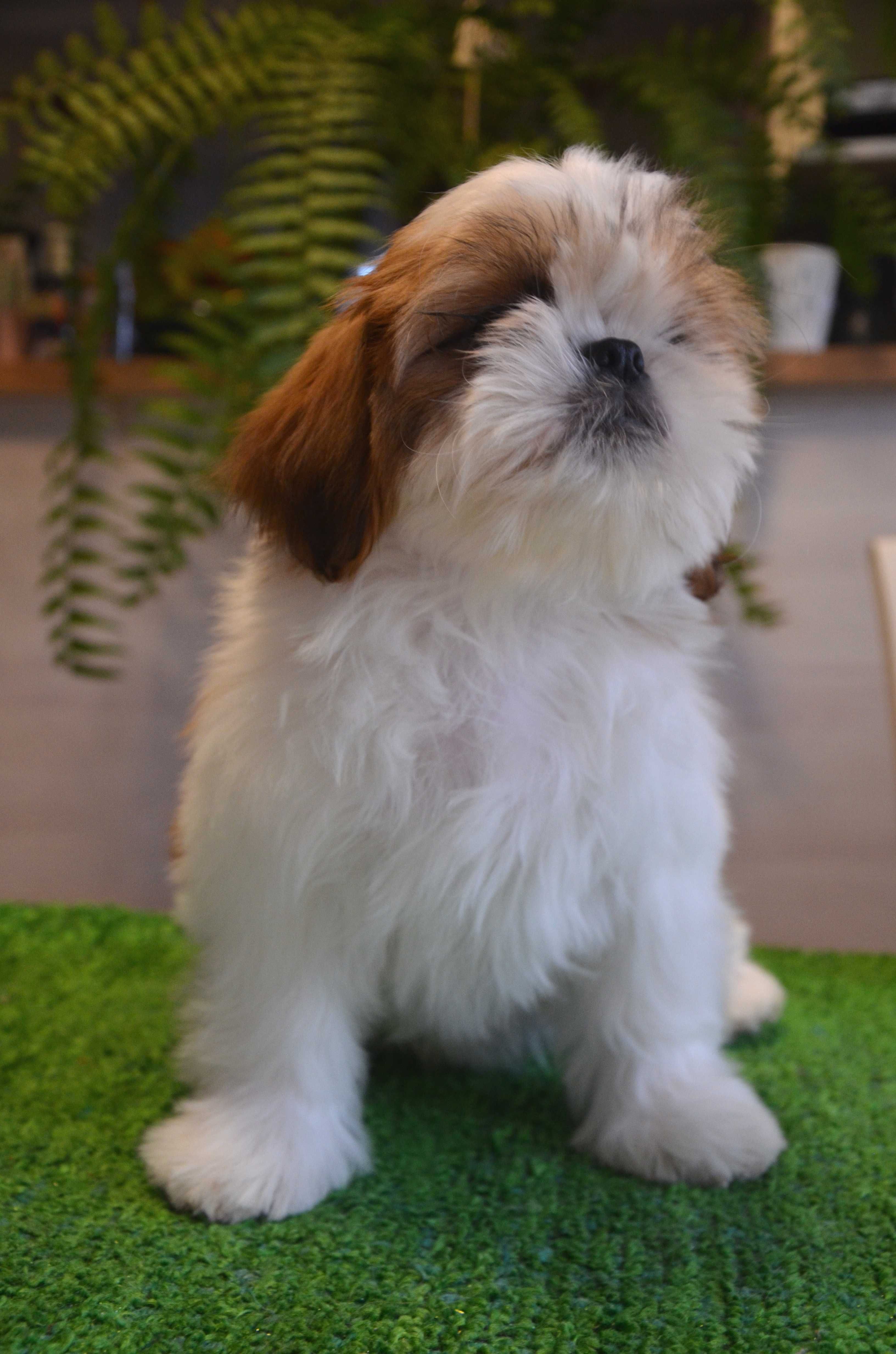 Shih-Tzu śliczna suczka z rodowodem ZKwP /FCI
