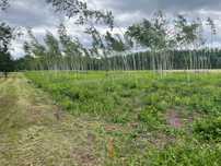 Jarzębia Łąka działka 3895 m² z WZ Spokojna okolica