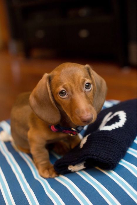 Rudy Piesek z Czekoladowym Nosem - Jamnik Krótkowłosy