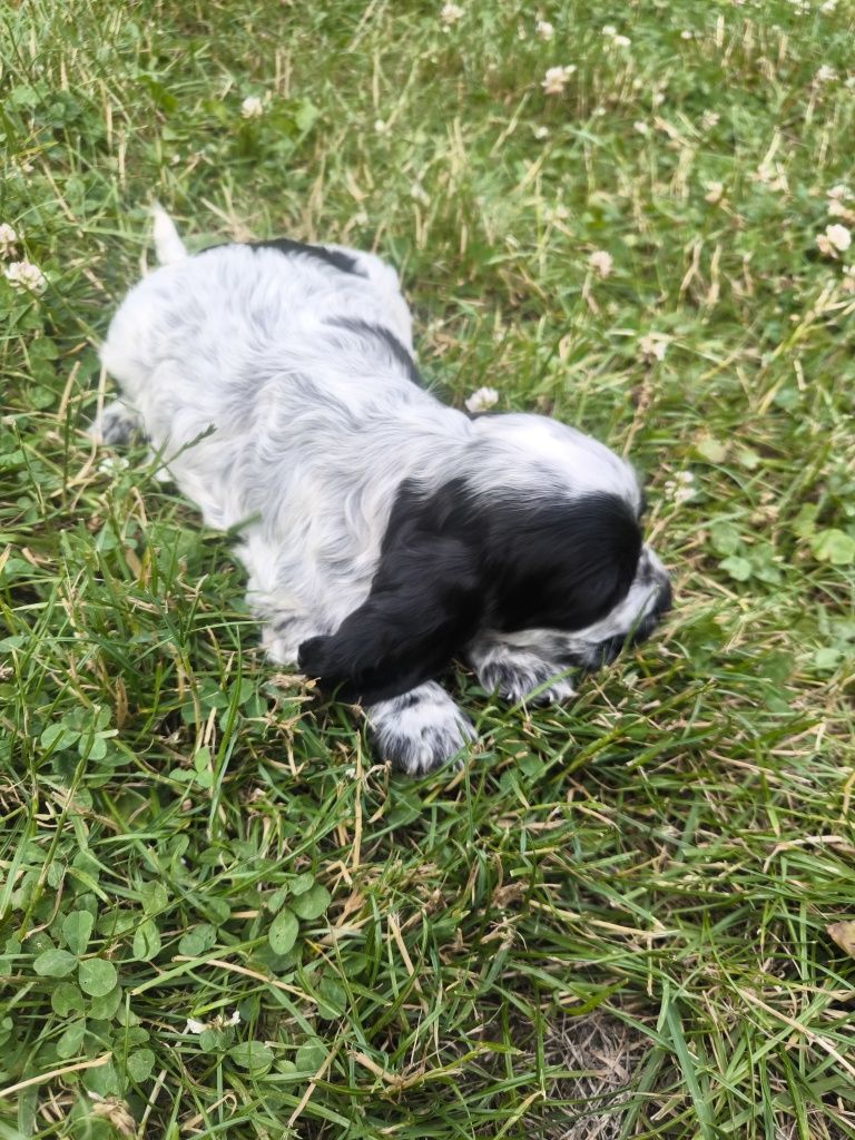 Cocker spaniel angielski samiec blue roan