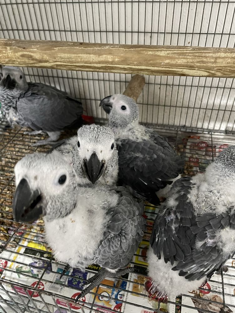 Coleçao papagaios cinzentos