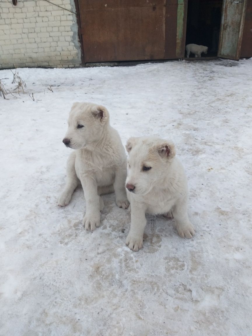 Алабай,цуценята,  милий подарунок