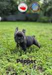 Buldog Francuski śliczna Suszka marengo Pepper