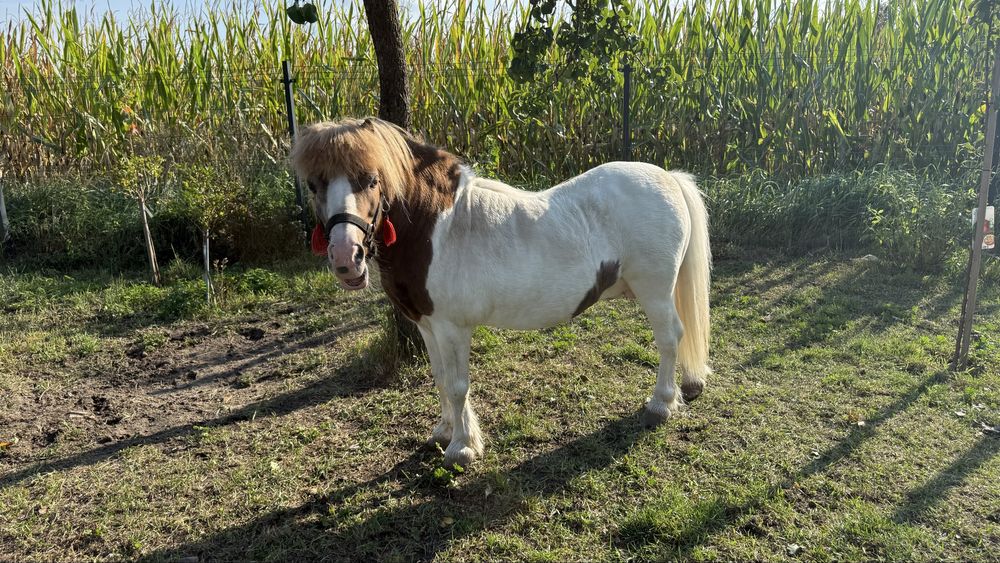 Sprzedam Ogierka kucyka