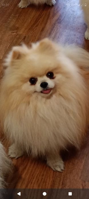 Померанский шпиц вязка.