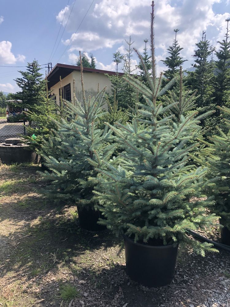Świerk kłujący srebrny. Choinki. 70-250 cm
