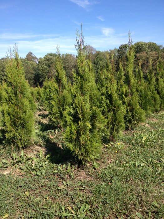 Tuja thuja szmaragd 120 cm Megaokazja!!