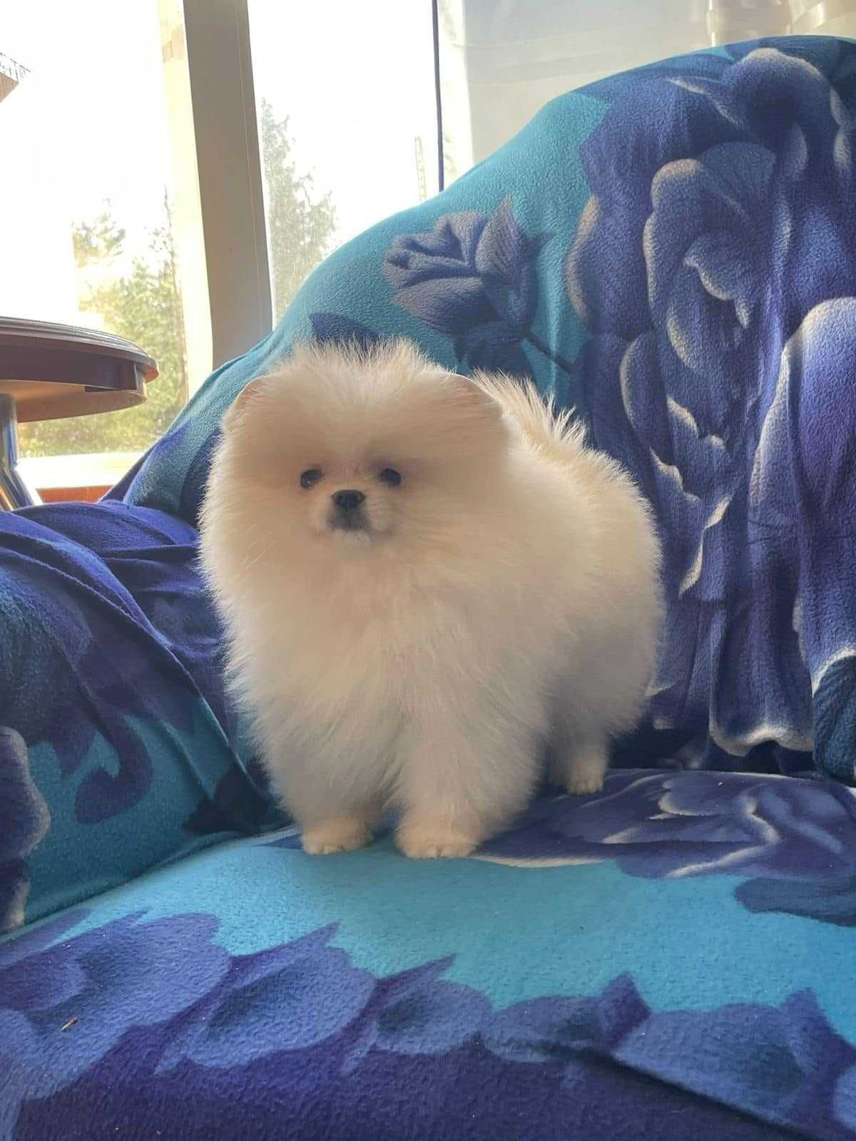 Spitz Anão / Lulu da Pomerânia