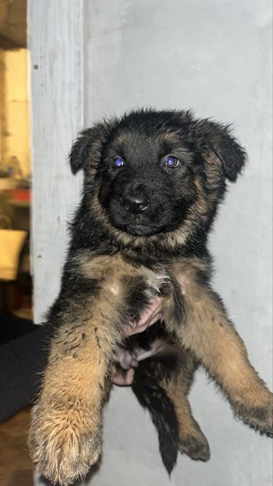 Oddam pieski owczarki