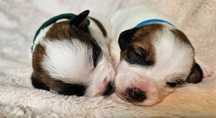 Jack Russell Terrier FCI ZKwP piesek suczka