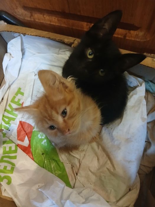 Продам котят британцев