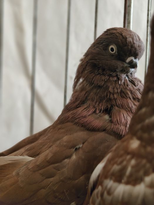 Gołębie sowy. Long face