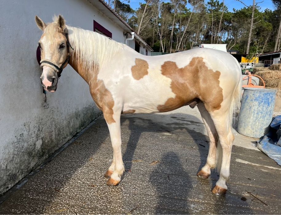 Cavalo malhado para venda
