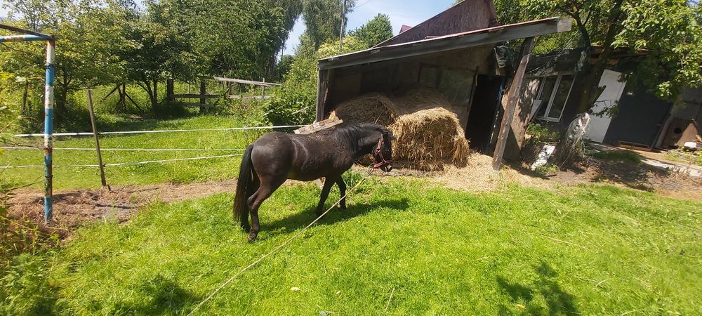 Konik kucyk ogierek 19 miesięcy