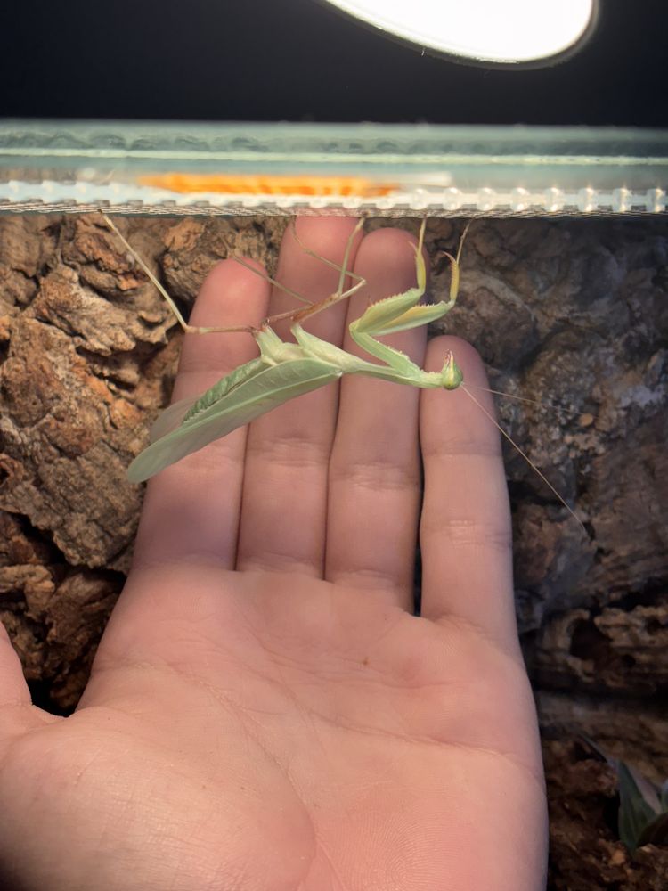 sphodromantis lineola imago
