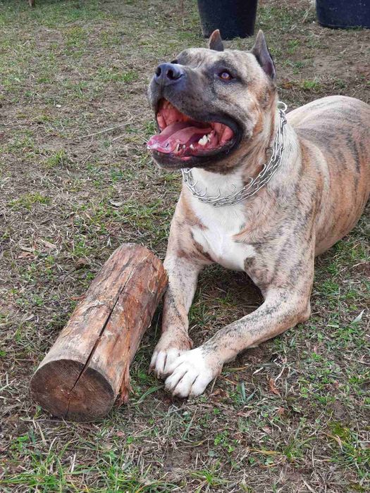 Вязка амстафф, хлопчик запрошує наречених