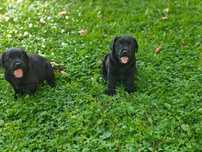 Labrador retriever fci zkwp czarna suczka