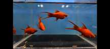 Mieczyk albino red, albino koi Standard, Lira ,Delta